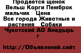 Продается щенок Вельш Корги Пемброк мальчик › Цена ­ 65 000 - Все города Животные и растения » Собаки   . Чукотский АО,Анадырь г.